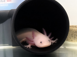 Pink 7 month old axolotl