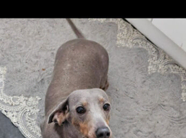 dachshund female