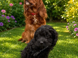 Cavapoo girl now ready for forever home