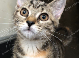 Stunning kitten