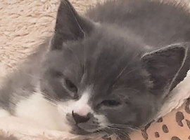Gorgeous kittens