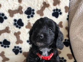 Exquisite cockapoo puppies from Health tested parents