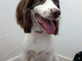 Sprocker to re-home
