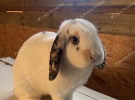 Young lop