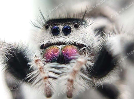 Jumping Spider phidippus regius