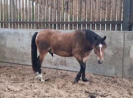 Registered and p/ b geldings