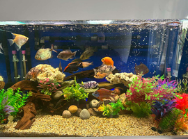 Tank of cichlids and cuckoo catfish for sale