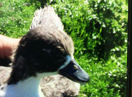 Blue bibbed calls for sale