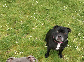 Male staffie