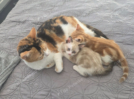 Two Adorable Kittens Looking for a Loving Forever Home