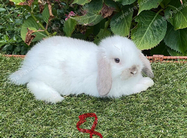 Pure bred mini lops .3 females available.