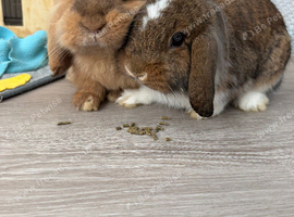 2 x Female Mini Lion Lop
