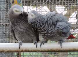 Wanted breeding pair of African greys in Birmingham
