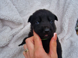 German shepherd pups
