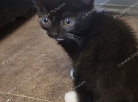 10 week old Tuxedo Kitten for sale