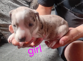 8 beautiful staffordshire puppies