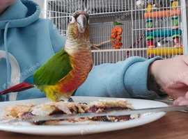 Green cheek conure