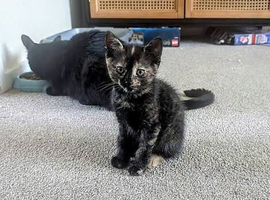 Domestic shorthair