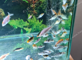 Koi fry 1-6 inch