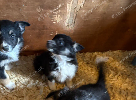 Gorgeous Collie Pups
