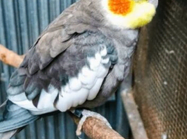 Cockatiels