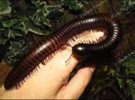 GIANT BLACK AFRICAN MILLIPEDE