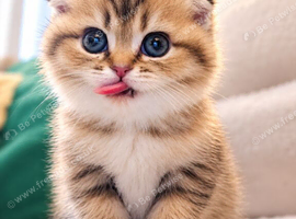 Beautiful Scottish fold kittens