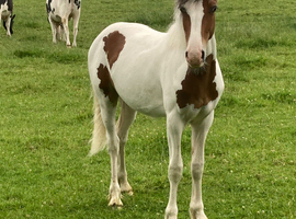 Coloured yearling gelding