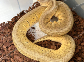 Royal python