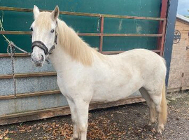 Part bred welsh C - 4 year old