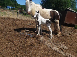 Very nice cob foal only