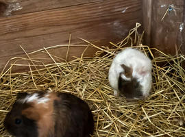 Baby guinea pigs for sale boys and girls