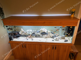 40 malawi cichlids