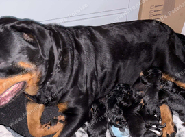 Puppies