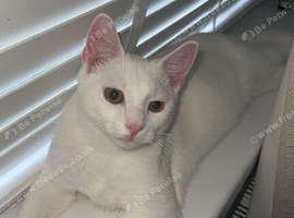 Beautiful Full White Cat