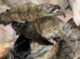 Whippet puppies