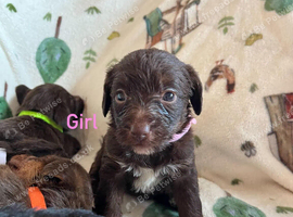5 Beautiful Toy Jackapoo Puppies
