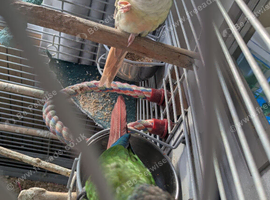 Bonded Pair of Conures