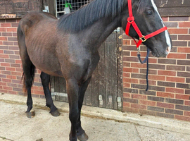 Lovely 2yr Black sports horse filly