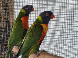 Rainbow lorikeet