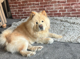 5 yr old in tact male chow chow