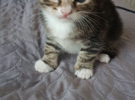 Beautiful 1‑month‑old kitten &ndash; ready to reserve