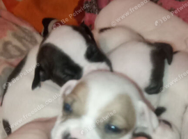 Staffordshire bull terriers puppys