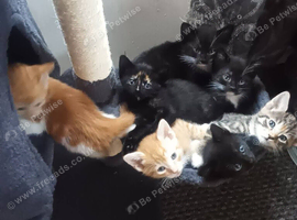 7 beautiful fun loving kittens looking for their forever loving home