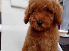 Labradoodle x Toy maltipoo Health Tested