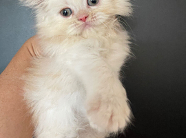 Persian kittens