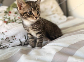 4 kittens
