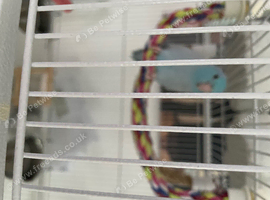 Pacific Blue Parrotlet,