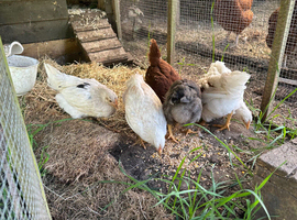8 week old pullets for sale