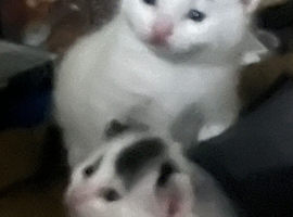Kittens ready now